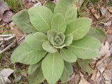 Mullein Loose Leaf Tea
