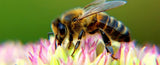 Contribute $5 to Save the Bees and Safe Seeds