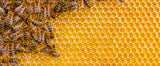 Sponsor a Hive to Help Save the Bees