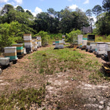 Sponsor a Hive to Help Save the Bees