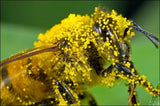 Contribute $5 to Save the Bees and Safe Seeds